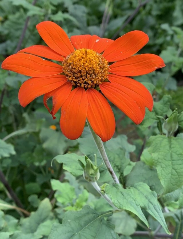 Zelf hoge planten zaaien: Tithonia, Silphium en Persicaria