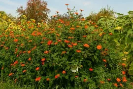 Zelf hoge planten zaaien: Tithonia, Silphium en Persicaria