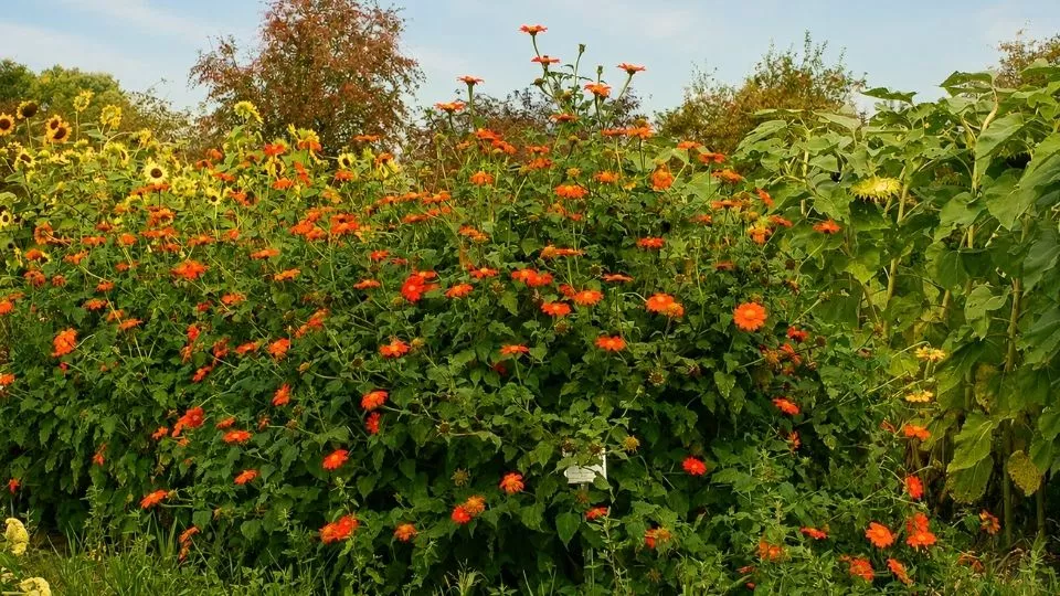 Afbeelding Zelf hoge planten zaaien: Tithonia, Silphium en Persicaria