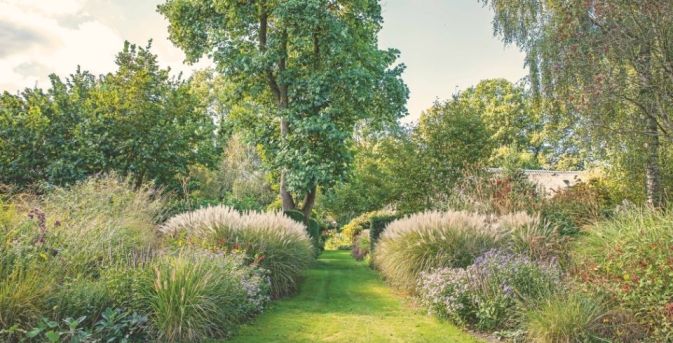Niet maaien maar bewonderen: siergrassen in de tuin