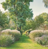 Niet maaien maar bewonderen: siergrassen in de tuin