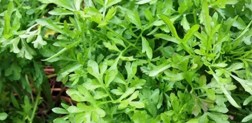 Tuinkers zaaien: complete handleiding van zaad tot oogst