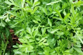 Tuinkers: vandaag zaaien, volgende week oogsten