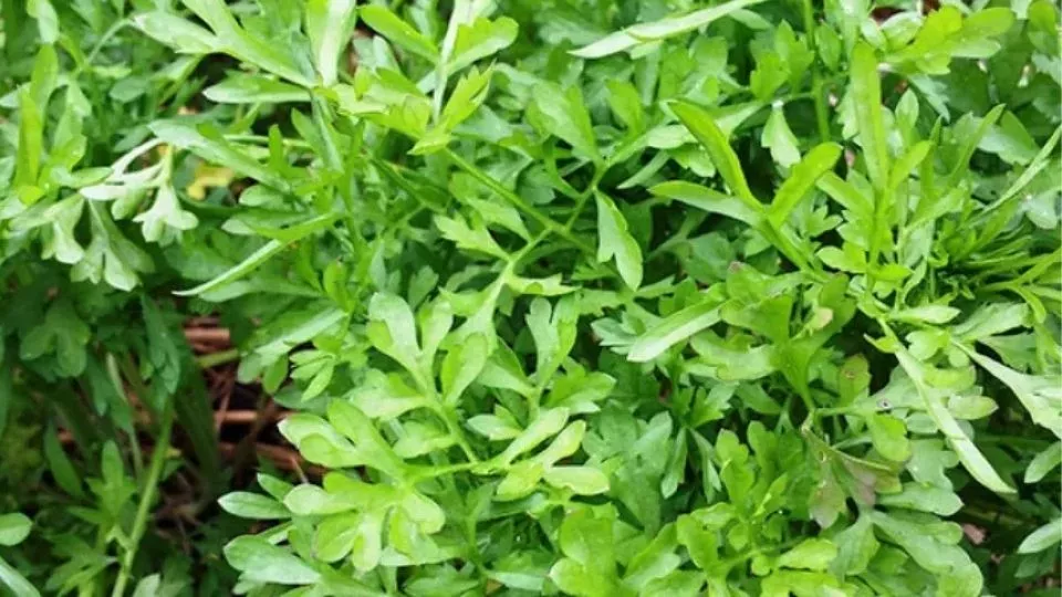 Afbeelding Tuinkers zaaien: complete handleiding van zaad tot oogst