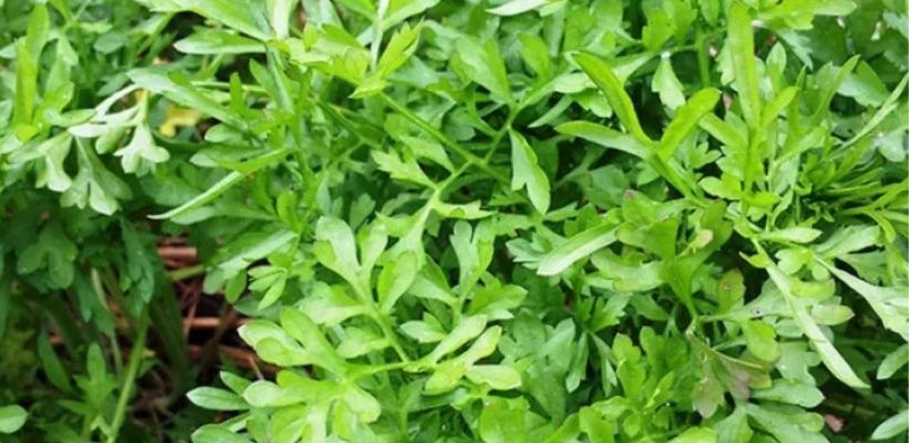 Tuinkers zaaien: complete handleiding van zaad tot oogst