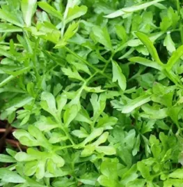 Tuinkers zaaien: complete handleiding van zaad tot oogst