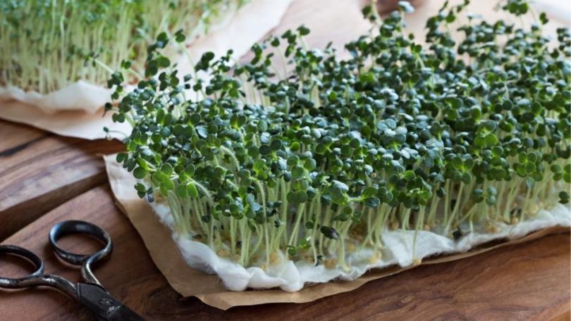 Tuinkers zaaien: complete handleiding van zaad tot oogst