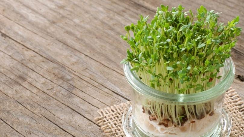 Tuinkers zaaien: complete handleiding van zaad tot oogst