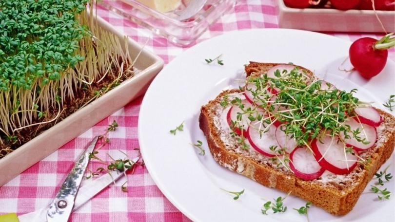 Tuinkers zaaien: complete handleiding van zaad tot oogst