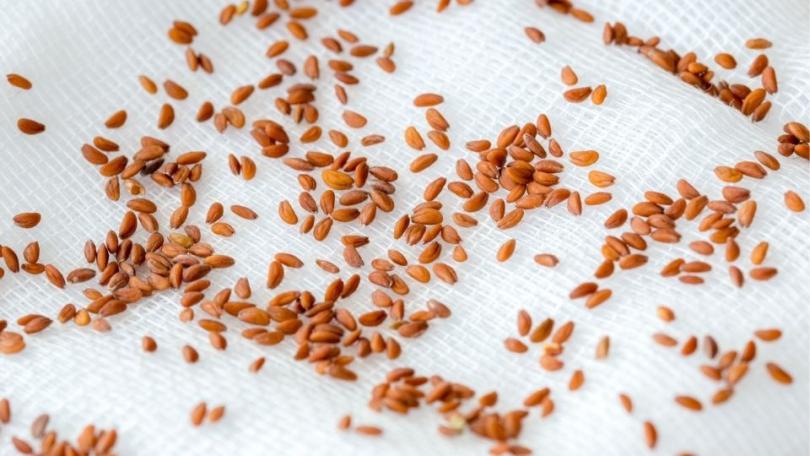 Tuinkers zaaien: complete handleiding van zaad tot oogst