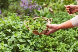 Tuinklussen in juli: 15 x plukken, knippen, zaaien en een beetje bijsturen
