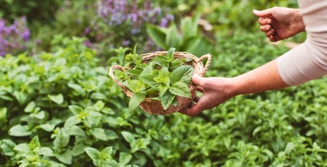 Tuinklussen in juli: 15 x plukken, knippen, zaaien en een beetje bijsturen