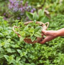Tuinklussen in juli: 15 x plukken, knippen, zaaien en een beetje bijsturen