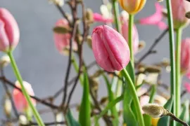 Een royale lentevaas met tulpen, magnolia en nerine
