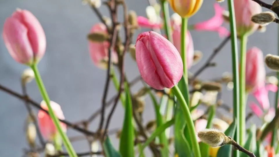 Afbeelding Een royale lentevaas met tulpen, magnolia en nerine
