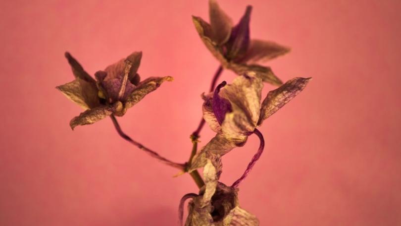 Uitgebloeid? Geef je orchidee een tweede leven