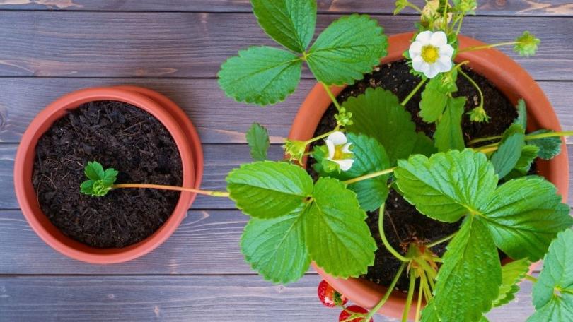 Tuinklussen in juli: 15 x plukken, knippen, zaaien en een beetje bijsturen