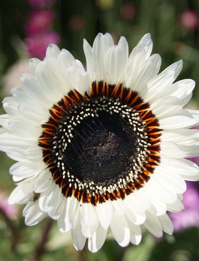 Bloemen zaaien: deze eenjarigen zaai je al vroeg