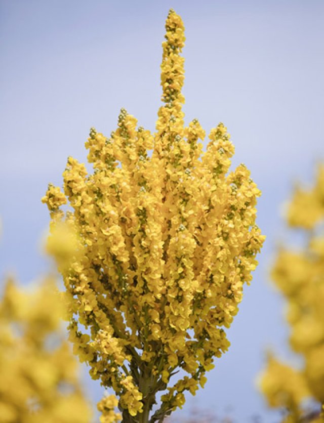 Zaai nu verbascum, krijg volgend jaar bloemen als kandelaars
