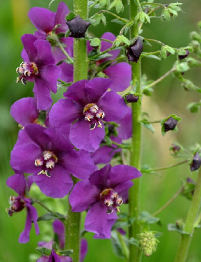 Zaai nu verbascum, krijg volgend jaar bloemen als kandelaars