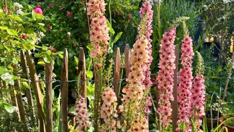 Zaai nu verbascum, krijg volgend jaar bloemen als kandelaars