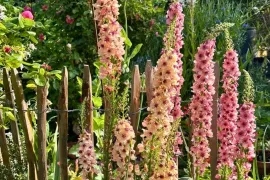 Zaai nu verbascum, krijg volgend jaar bloemen als kandelaars