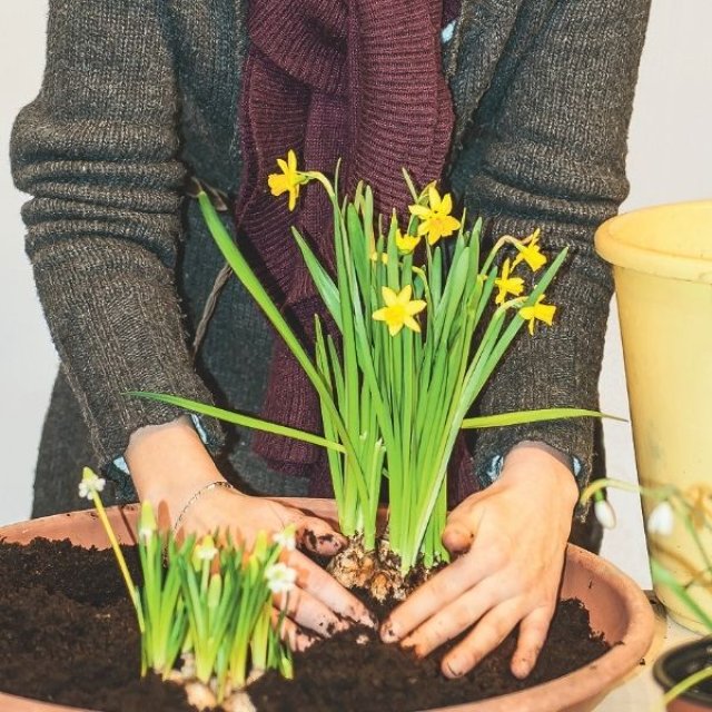 Januari is lang. Vroege bloeiers helpen: zo maak je een mini-lentetuin