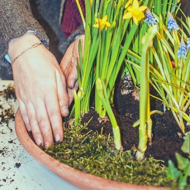 Januari is lang. Vroege bloeiers helpen: zo maak je een mini-lentetuin