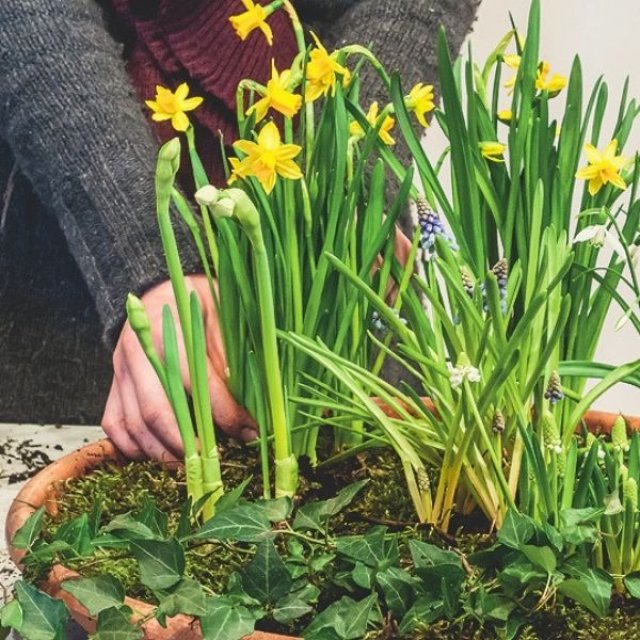 Januari is lang. Vroege bloeiers helpen: zo maak je een mini-lentetuin
