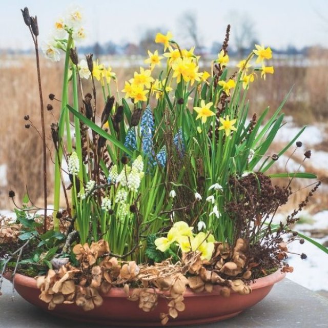 Januari is lang. Vroege bloeiers helpen: zo maak je een mini-lentetuin