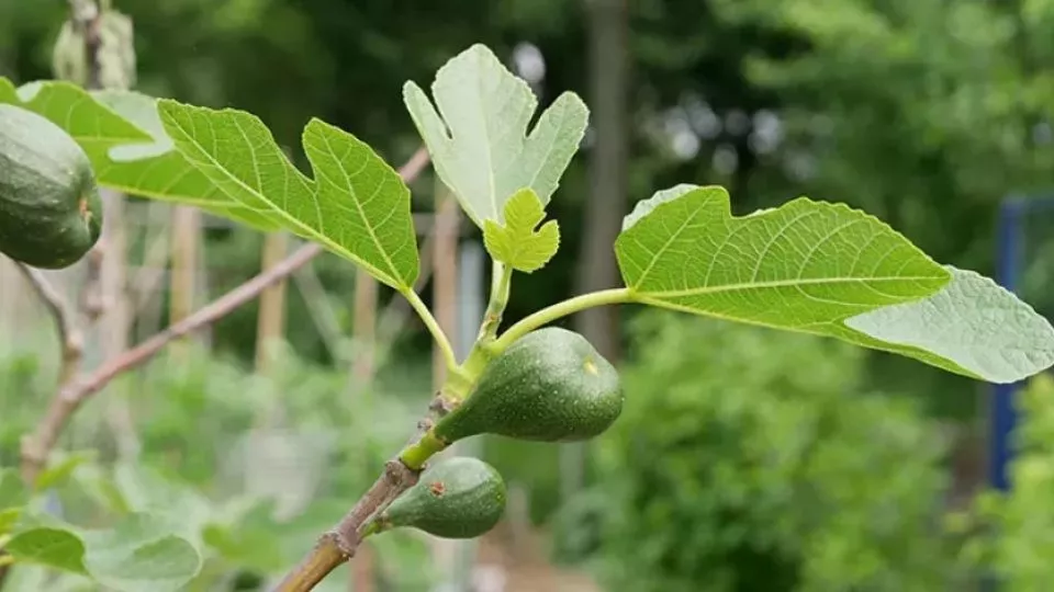 Afbeelding Vijgenboom kweken in een pot: kleine boom, grote oogst