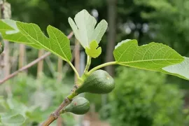 Vijgenboom kweken in een pot: kleine boom, grote oogst