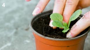 Vingerhoedskruid: oogst je eigen zaad of kies een nieuwe soort