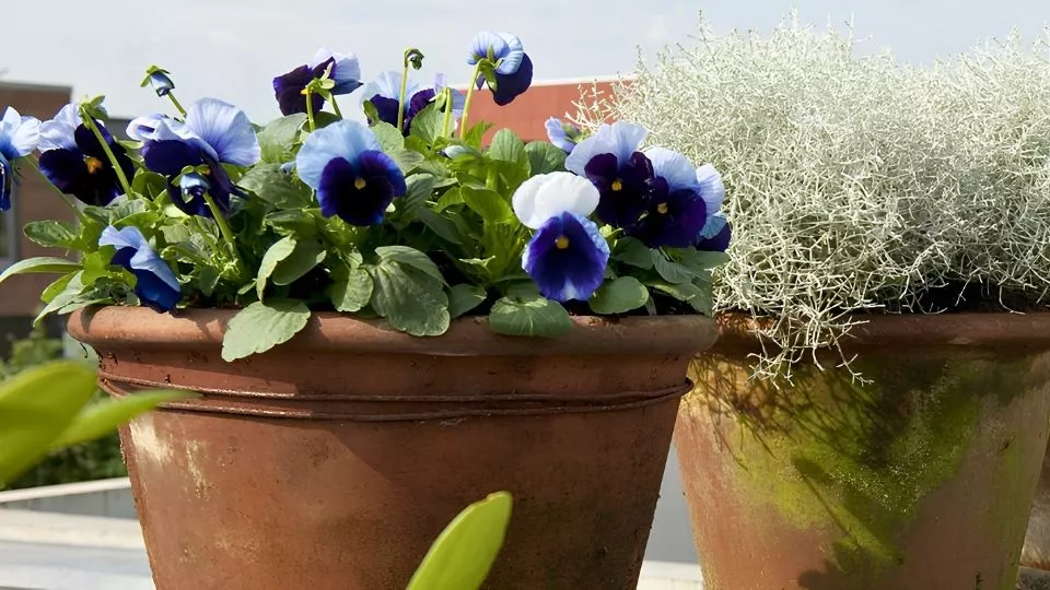Afbeelding Winterviolen: planten in het najaar, de hele winter kleur
