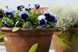 Winterviolen: planten in het najaar, de hele winter kleur