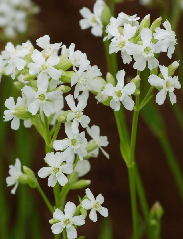 Lychnis: van prikneus tot koekoeksbloem