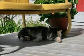 Zelf een vlonder bouwen