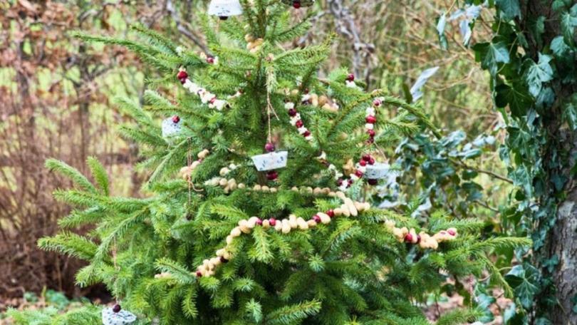 Gooi je kerstboom niet weg: maak er een snoepboom van