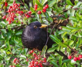 Gratis webinar over een vogelvriendelijke tuin