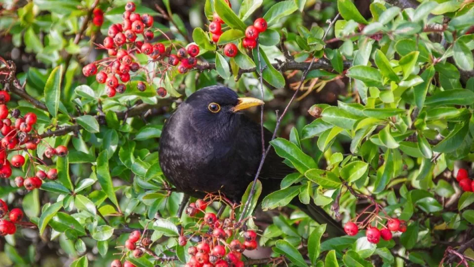 Afbeelding Gratis webinar over een vogelvriendelijke tuin