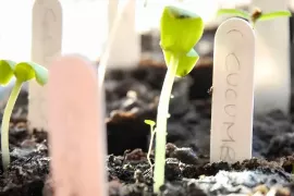 Van zaad tot plant: zo zaai je voor in een potje