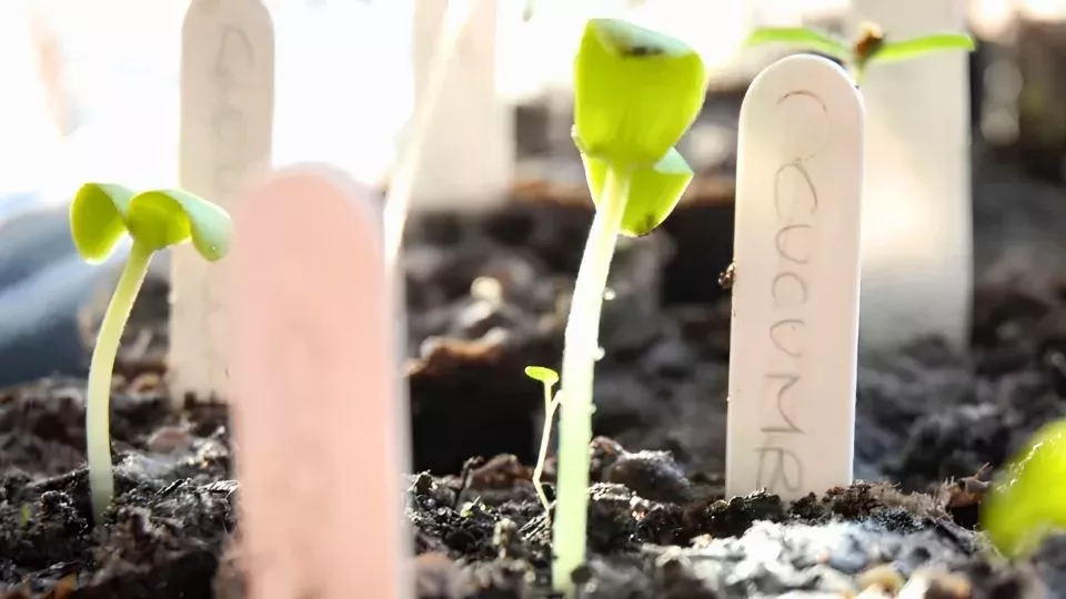 Afbeelding Van zaad tot plant: zo zaai je voor in een potje