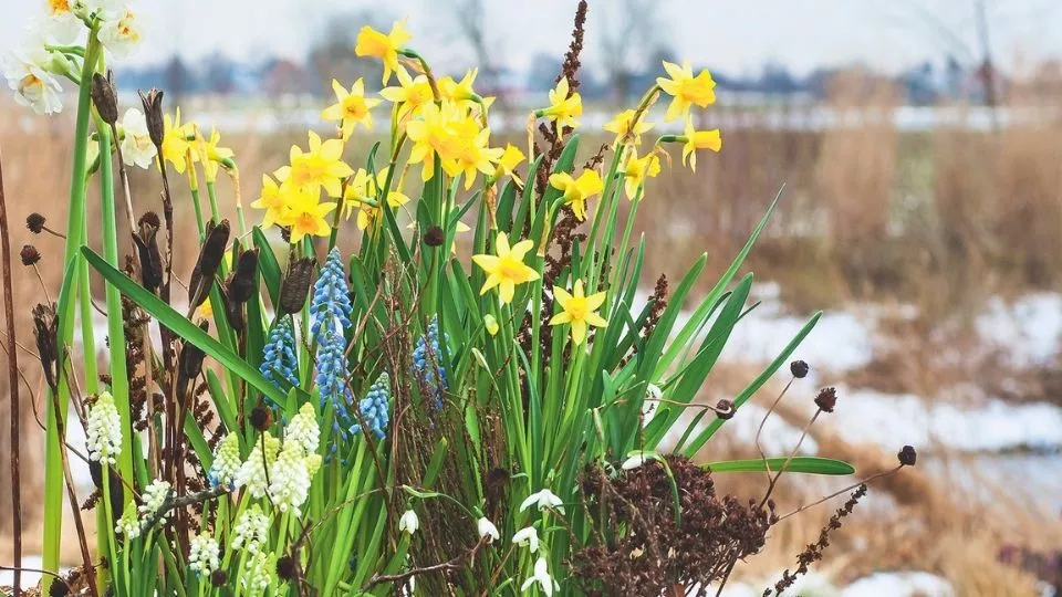 Afbeelding Januari is lang. Vroege bloeiers helpen: zo maak je een mini-lentetuin