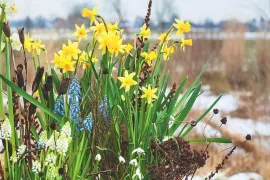 Januari is lang. Vroege bloeiers helpen: zo maak je een mini-lentetuin