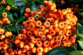 Vuurdoorn snoeien: zo houd je ‘m strak én vol bessen