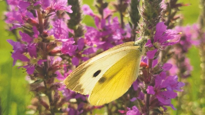 Katja koppelt haar regenpijp af en maakt van haar tuin een regenspons