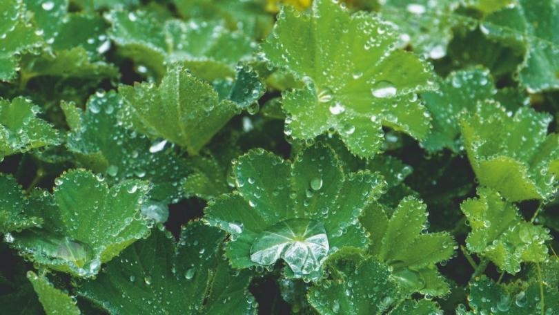 Katja koppelt haar regenpijp af en maakt van haar tuin een regenspons