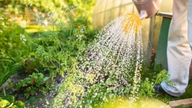 Water geven in de tuin: 11 vragen die elke tuinier heeft