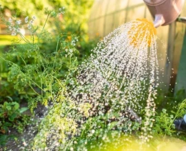 Water geven in de tuin: 11 vragen die elke tuinier heeft