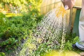 Water geven in de tuin: 11 vragen die elke tuinier heeft
